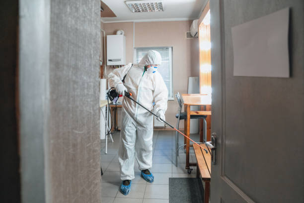 Trusted New Athens, IL Mold Removal Experts